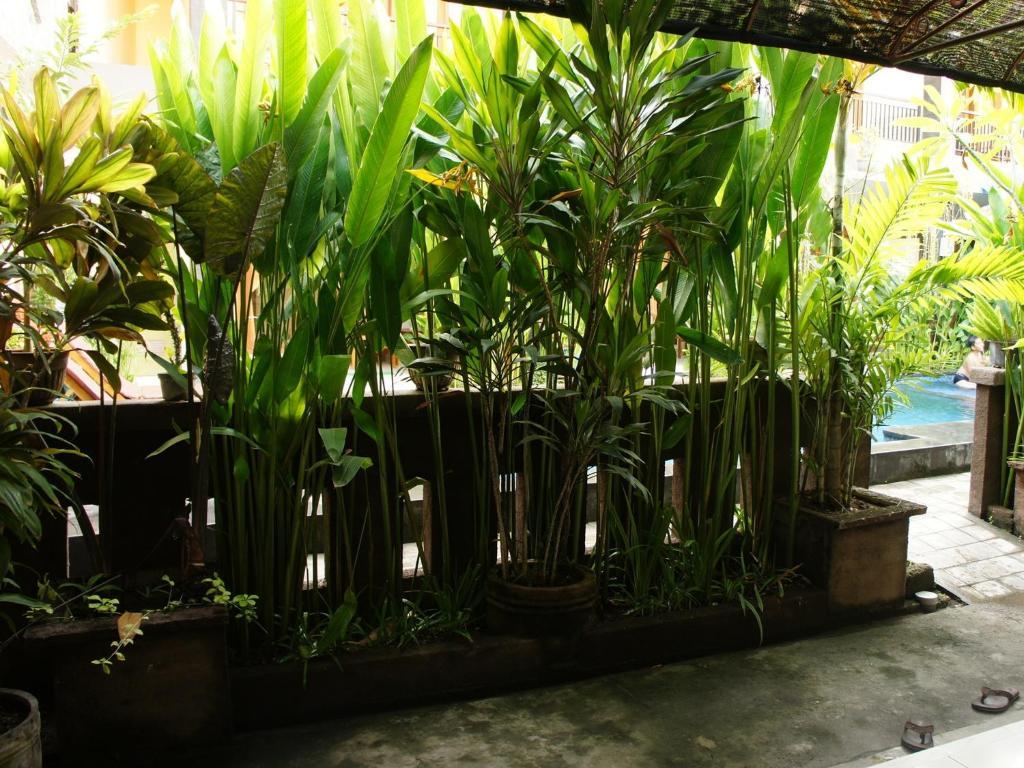 Waringin Homestay Kuta Lombok Esterno foto